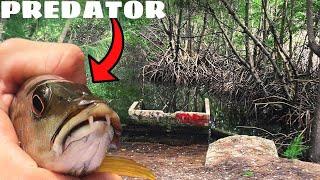 Fishing Brackish Water Ditches for Predatory Fish!