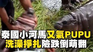 泰國小河馬「彈跳豬」又氣PUPU！洗澡掙扎險跌倒萌翻天 @newsebc