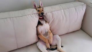 TOP FUNNIEST PUPPIES that will make you LAUGH!