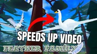 Feather Family but if i see a swan the video SPEEDS UP! 