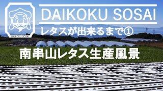 【雲仙市 南串山】 レタス生産 DAIKOKU SOSAI(南島原おあげ土地改良区ほ場編)ドローン空撮