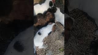 New Born Stray pups eating rice pudding | Mountain Village | Nature Buddies #uk #animals #ytshorts