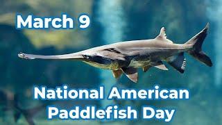 Happy National American Paddlefish Day!    #americanpaddlefishday