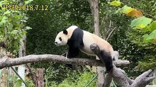 10.4玲琅小公主在小奇迹曾经的院子里开心吃笋笋，玲琅今年6岁#panda #大熊猫玲琅 #大熊猫小奇迹