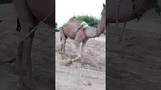 Camal Of Thar 253