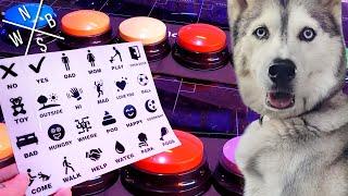 Programmable Talking Dog Buttons - Unboxing & Review