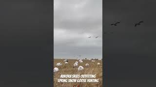 Epic snow goose hunting with Aurora Skies Outfitting in Saskatchewan Canada