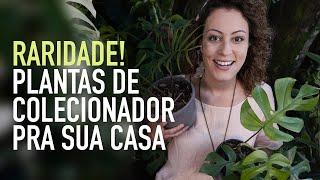 COSTELA-DE-ADÃO e outras plantas pra COLECIONAR