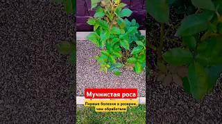 #мучнистаяроса #болезнирастений #болезнироз #лечениероз #розывсаду #дачнаяжизнь #розы #садмечты