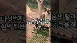 아무도 몰랐던 팬더의 비밀 5가지