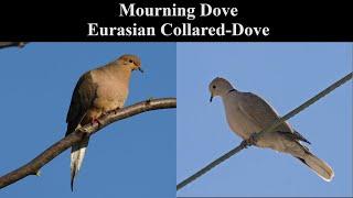 Identify Birds: Mourning Dove vs Eurasian Collared-Dove