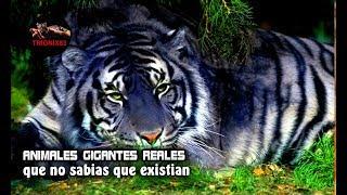 Animales gigantes reales que no sabias que existían (Los animales raros mas grandes del mundo)