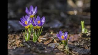 David Bailey - "Music for the Nature"