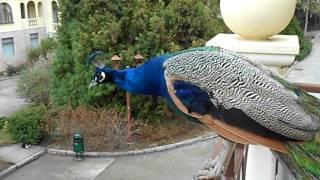 Peacock flying