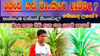 රමිපේ ගස් ටැංකියට දැමිමද? | Why put Ramipe trees in tanks | #sl_anush | fish video