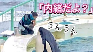 ふたりだけの秘密だよ？　鴨川シーワールド　シャチ　ララ