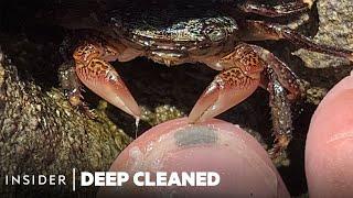 How Crabs Clean Dead Skin From Toes | Deep Cleaned | Insider