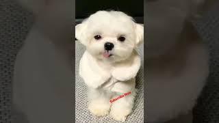 Cute Puppy  dog barking #shorts