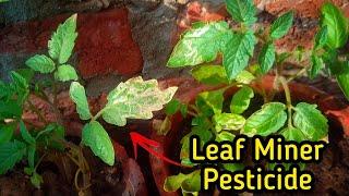 How to Control Leaf Miners on Tomato Plants? - Pure Greeny