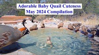 May 2024 Critter Pond Quail Highlights Compilation