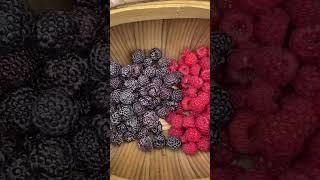 Harvest Time with my son #harvest #harvesting #harvesttime #potatoharvest #raspberries