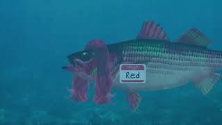 Finance: What is a red herring?