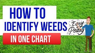 How to quickly and easily identify weeds and what to do about them.