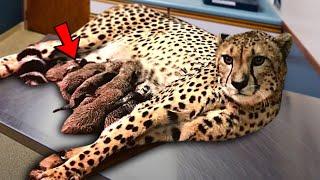 Cheetah Gave Birth to 5 Cubs. Then The Vet Screamed In Shock When He Saw What Came Out!