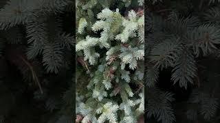 Colorado blue spruce needle cast disease, Rhizosphaera cast disease