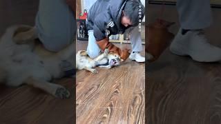 Owner Get Surprise Reaction  While Training Aggressive Dog Rage Into Trust  #shorts #pets #dog