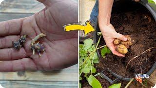 Can you germinate a potato without a potato? Home experiment