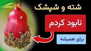 با این روش تمام شته ها و شپشکها را برای همیشه نابود کردم | خیلی آسان و طبیعی