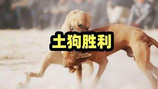 中华田园犬为什么能战胜斗犬之王比特，上山打猎见分晓