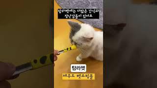제주도 반려인들을 위한 펫쇼핑몰 탐라펫
