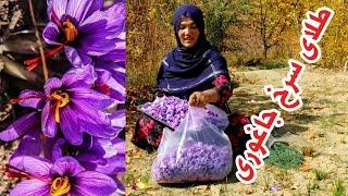 فصل برداشت زعفران ( طلای سرخ ) در جاغوری جان #jaghori_news