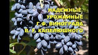 Виноград Румба и Могучий   www.vinograd-kriulya.com