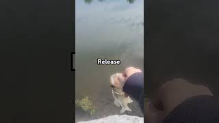 Release #fish #fishing