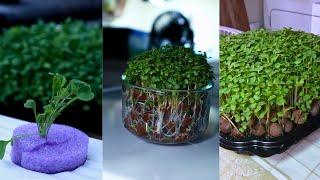 Cheap & Easy Hydroponic Gardening, Indoors and Outdoors