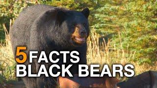 5 FACTS | Black Bears (True Facts)