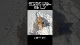 개 맞지…? #세계여행유튜버 #여행유튜버 #조지아여행 #멍멍이