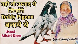 Teddy Pigeon|क्या रामपुरी कबूतर से ही बने हैं टेडी कबूतर|Rampuri Kabootar||Ustad Mistri Din by Sabri