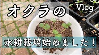 【オクラの水耕栽培①】ダイソーグッズで始めました