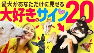 【感動】犬が飼い主に「大好き️」と伝えている20の愛情表現