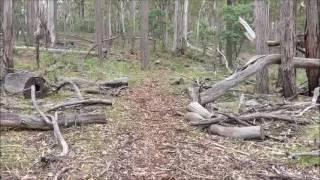 Coolah Tops NP - Norfolk and Bald Hill Creek Falls Walk