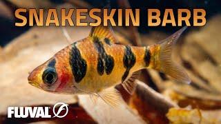 Species Spotlight | Snakeskin Barb