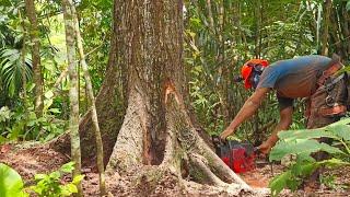 200 Dollars‼️Cut down the mahogany tree for the truck body