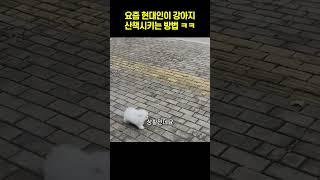 요즘 현대인이 강아지 산책시키는 방법 ㅋㅋㅋㅋ