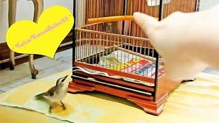 *Amazing Birdie* bulbul understands English!