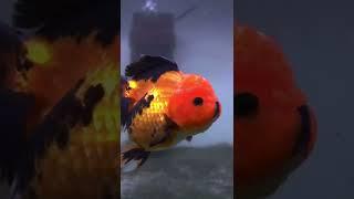 testing my new camera with oranda and ranchus #shorts #ranchu #oranda #goldfish #sony