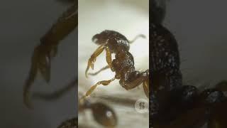 Drones Vs Splitting Ants ..................................................       .....#drone #ants